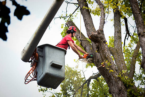 Best Leaf Removal  in Pine Mountain, GA